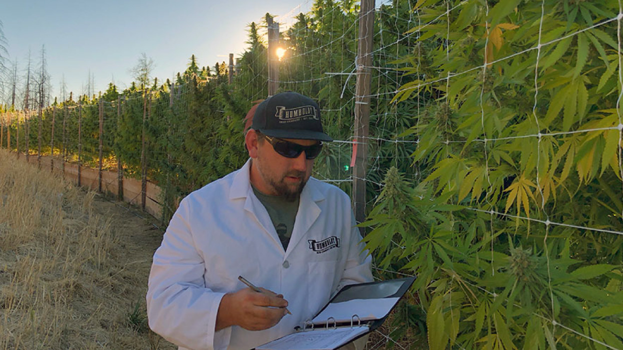 man looking at cannabis plants