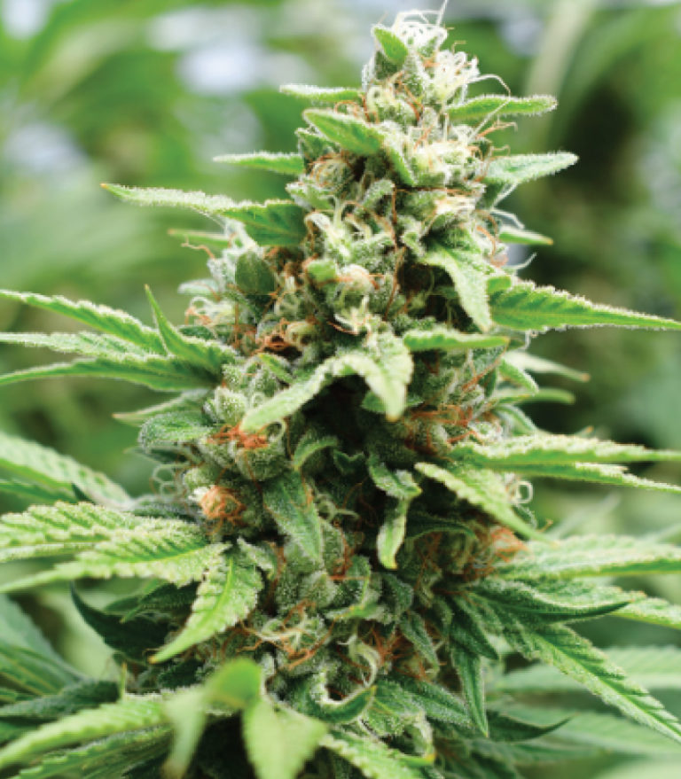 Apricot Papaya-image