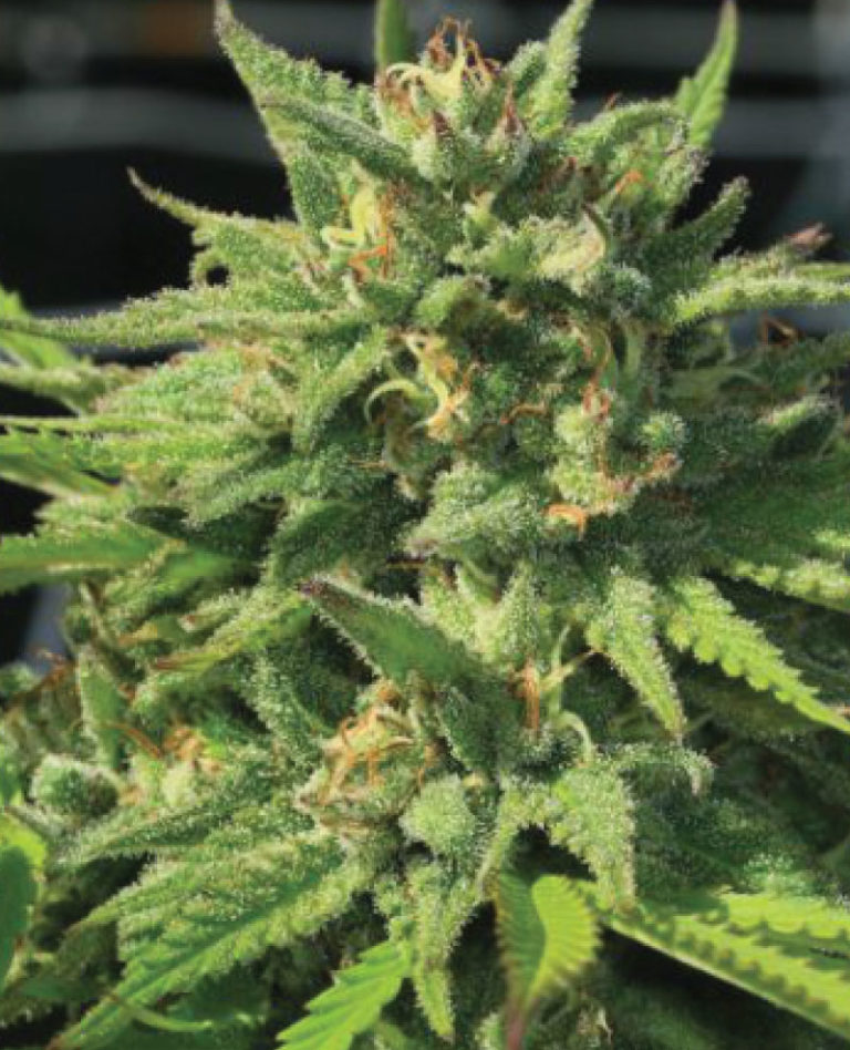 Bigfoot Glue-image