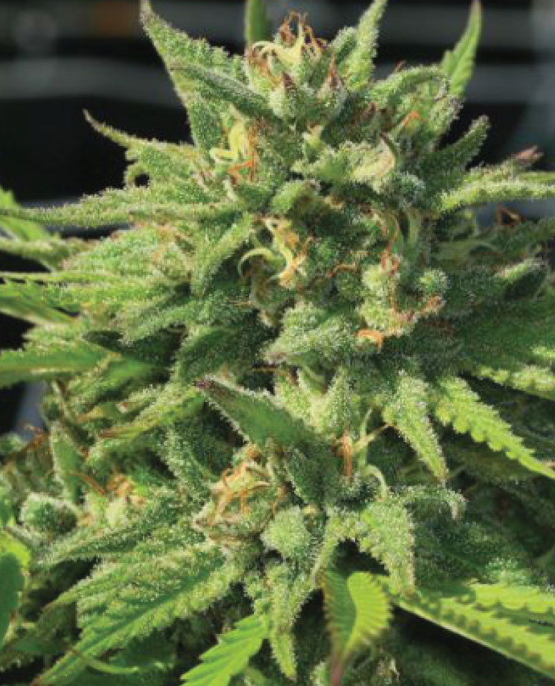 Bigfoot Glue Strain cannabis flower