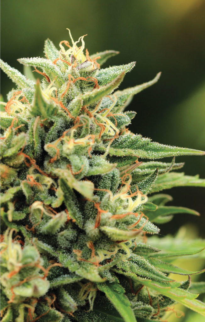 California Sour Diesel-image