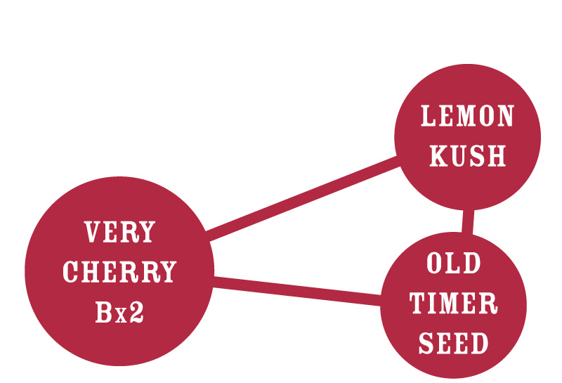 Very Cherry Strain Graph lemon kush old timer seed very cherry bx2 cannabis strains