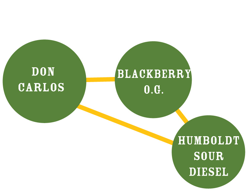 Don Carlos Strain Graph blackberry og humboldt sour diesel cannabis strains