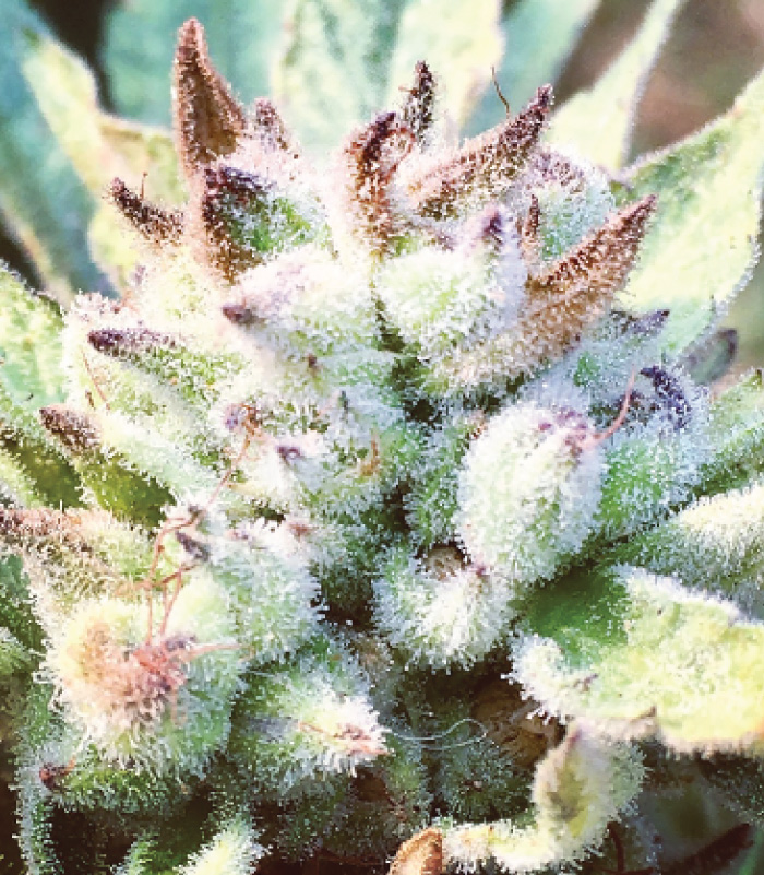 Don-carlos Don Carlos Strain Photo