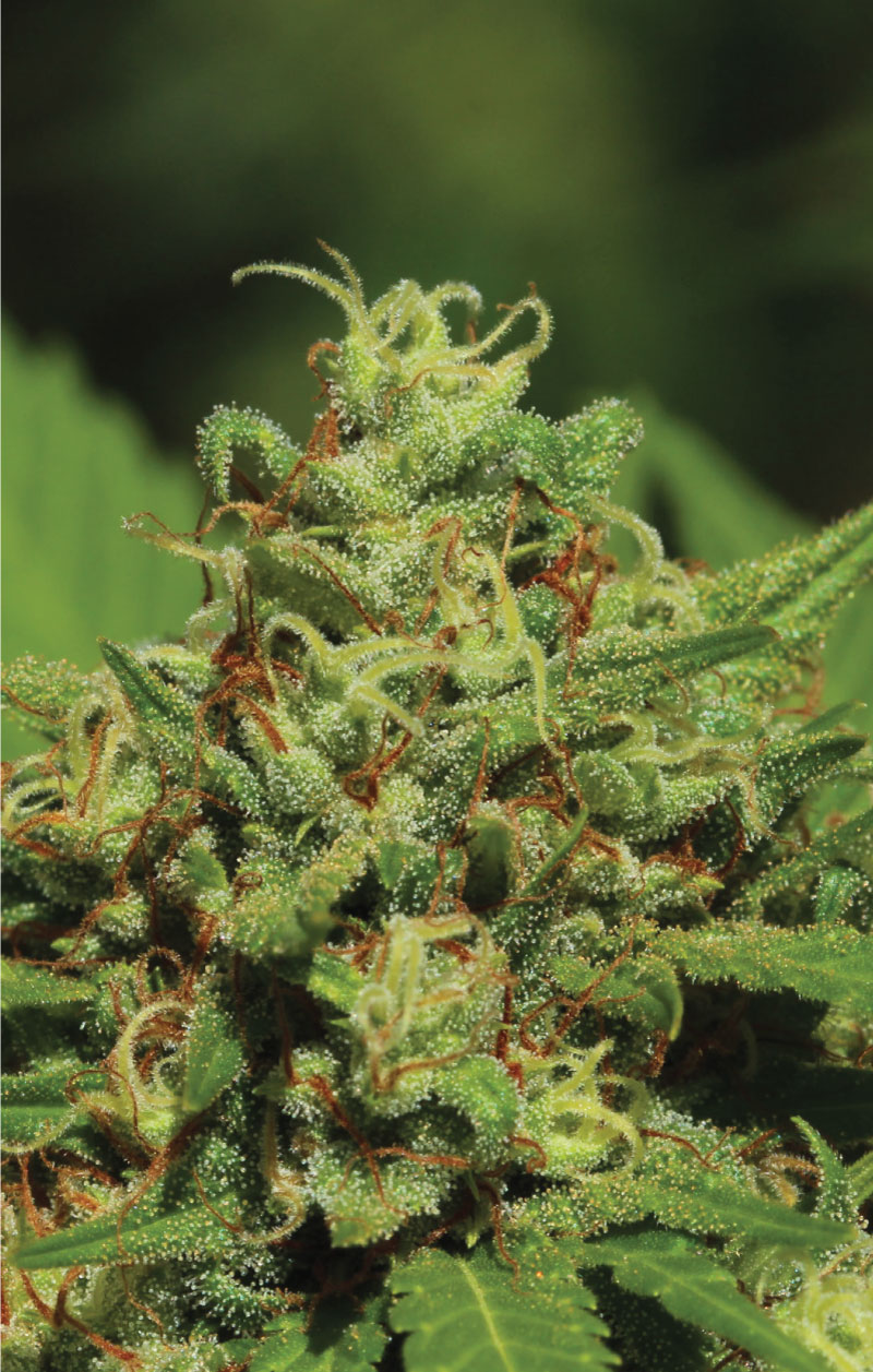 FIRE-OG-STRAIN FIRE OG STRAIN PHOTO