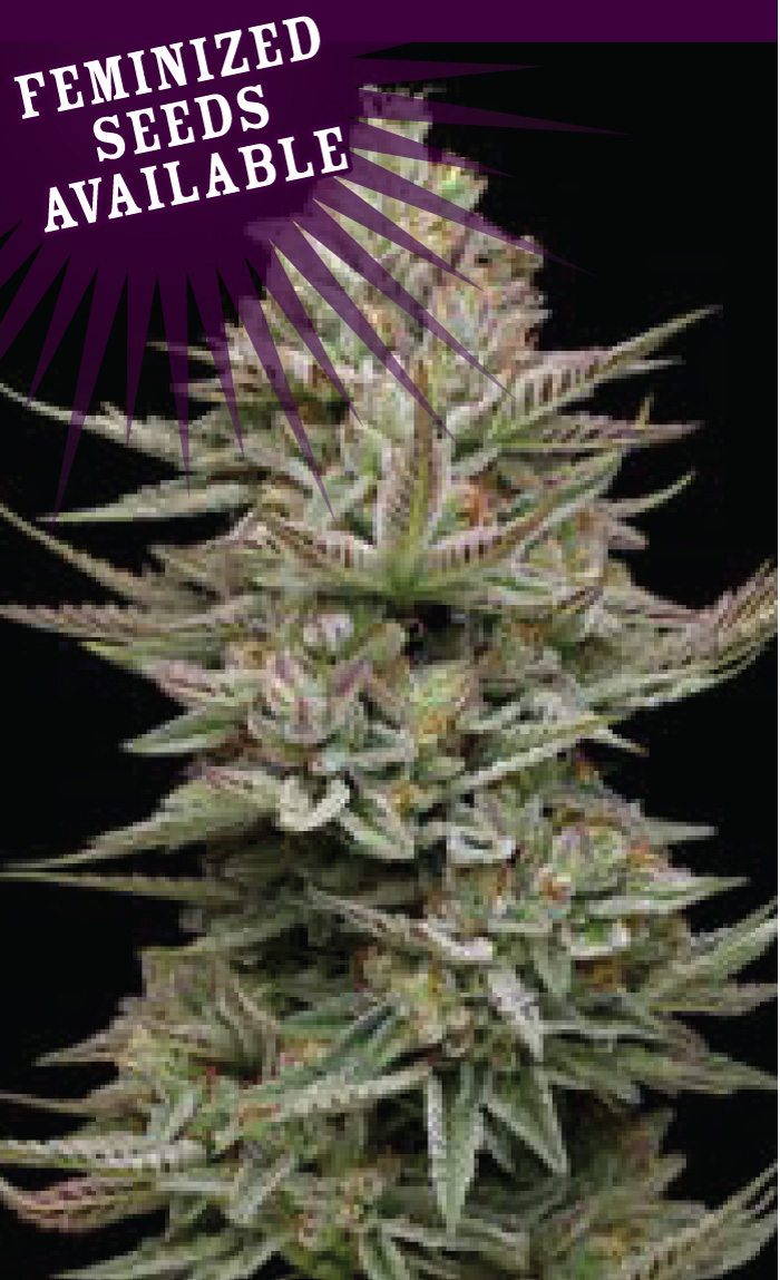 Family-Jewels Family Jewels Strain Photo