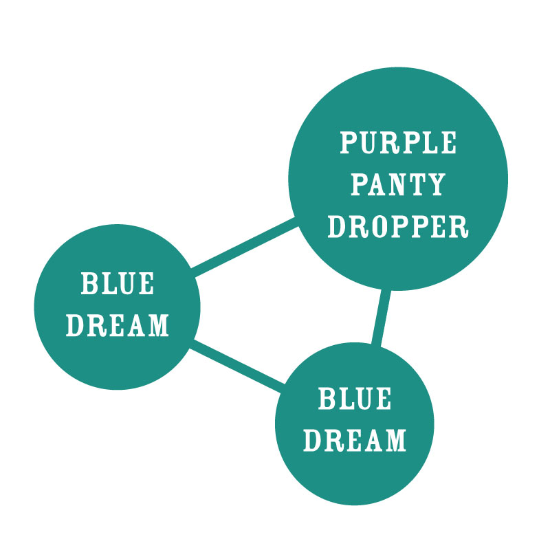 Humboldt Dream Strain Graph