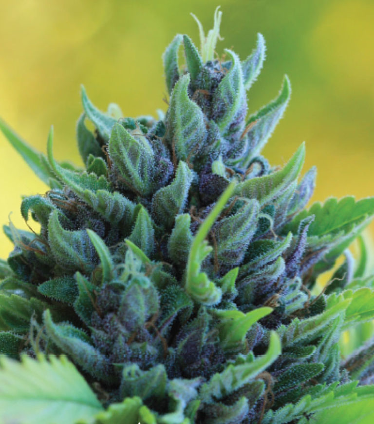 Humboldt Dream-image