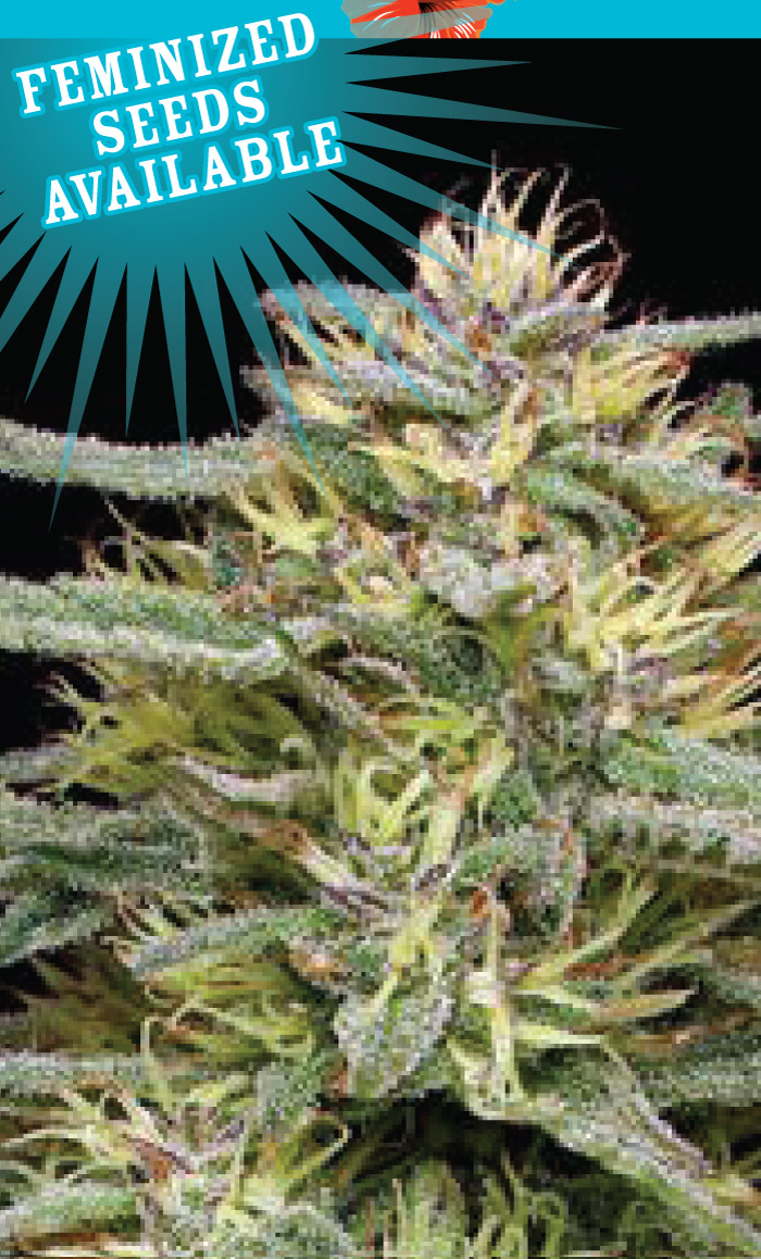 Hi-Biscus HI-BISCUS STRAIN PHOTO