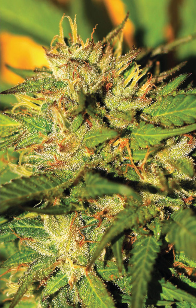 Humboldt Headband-image