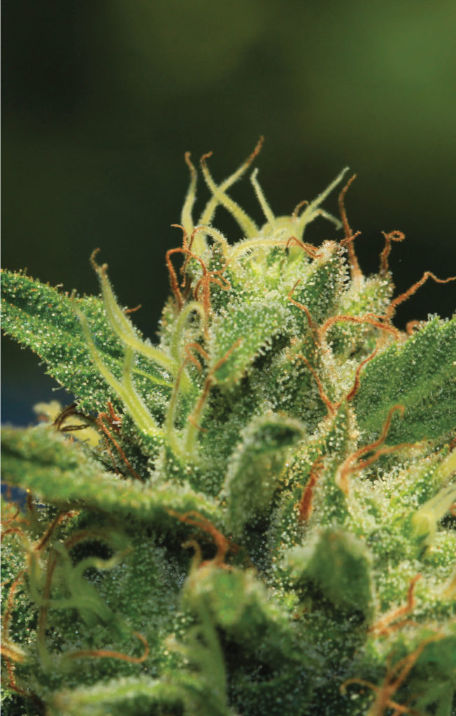 Humboldt Sour Diesel-image