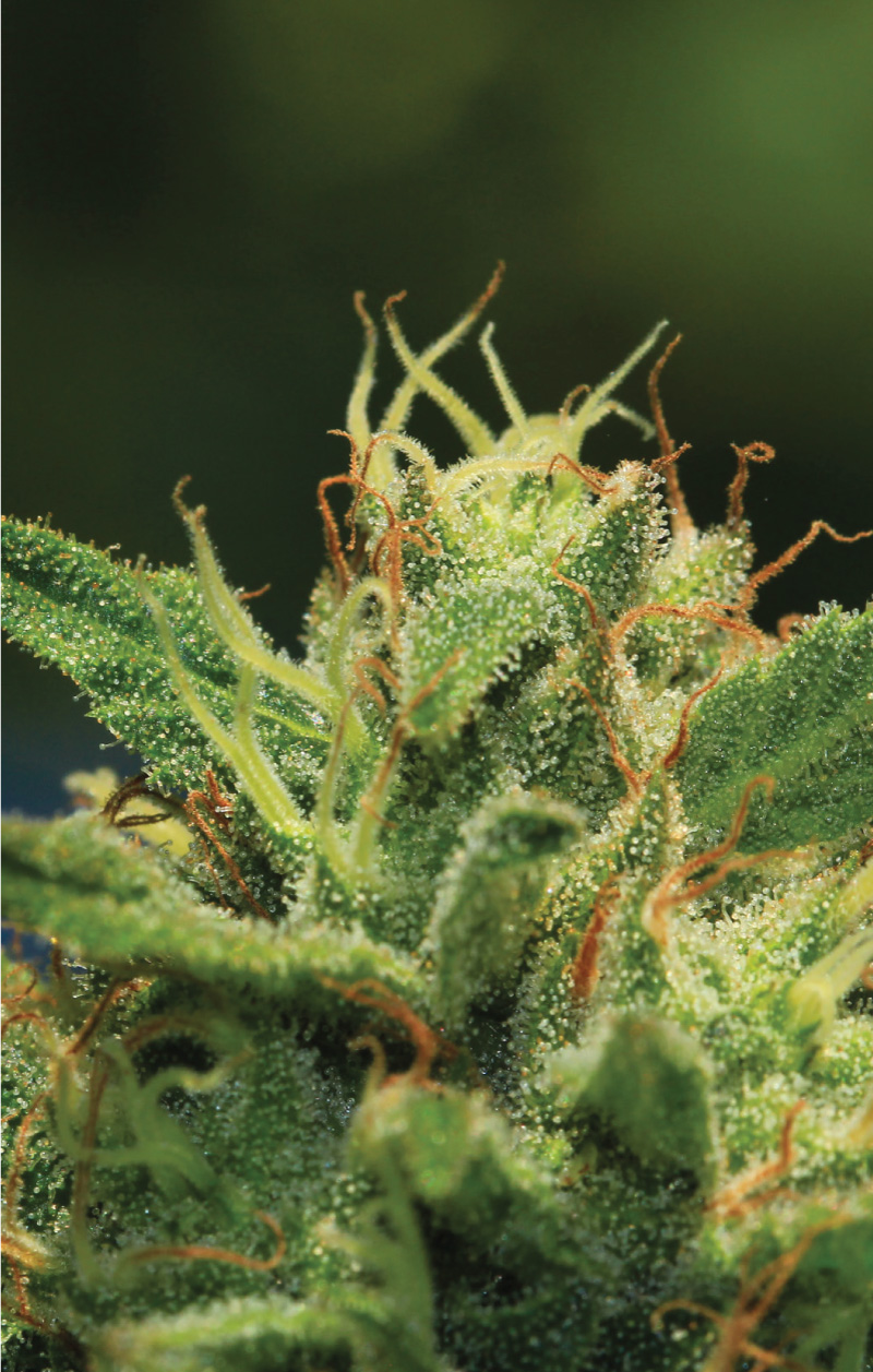 cannabis. flower with pistils and trichomes