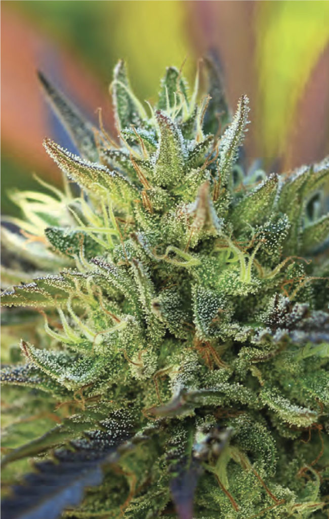 Lemon Kush-image