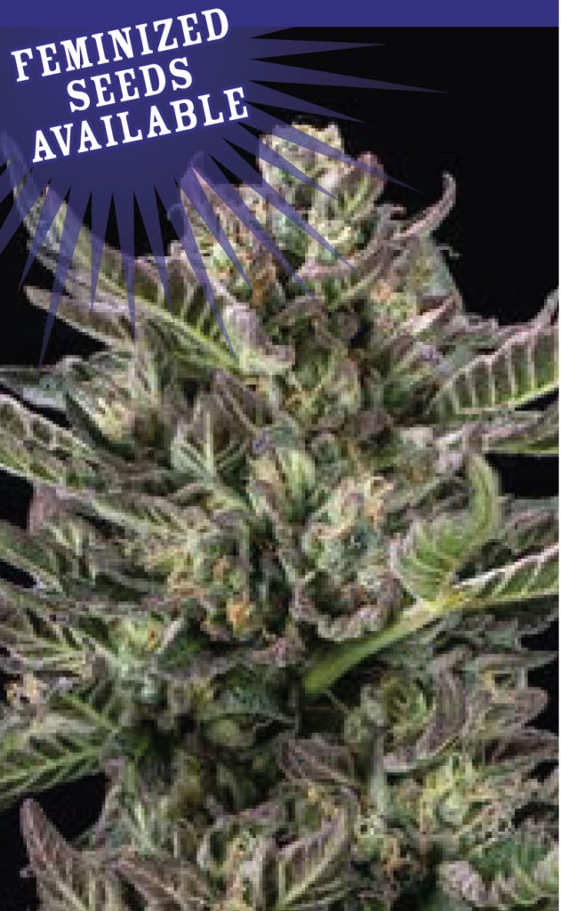 Notorious THC-image