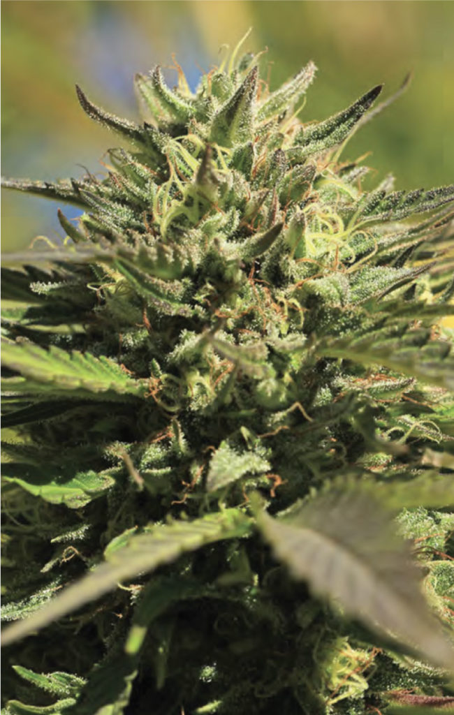 OG Kush-image