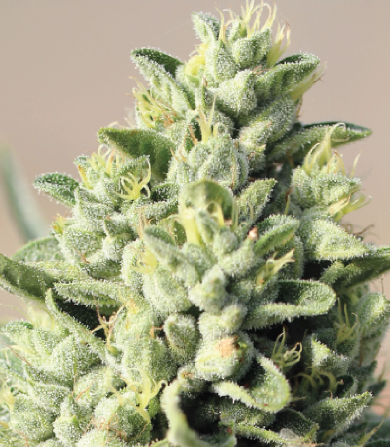 Old Growth OG cannabis flower