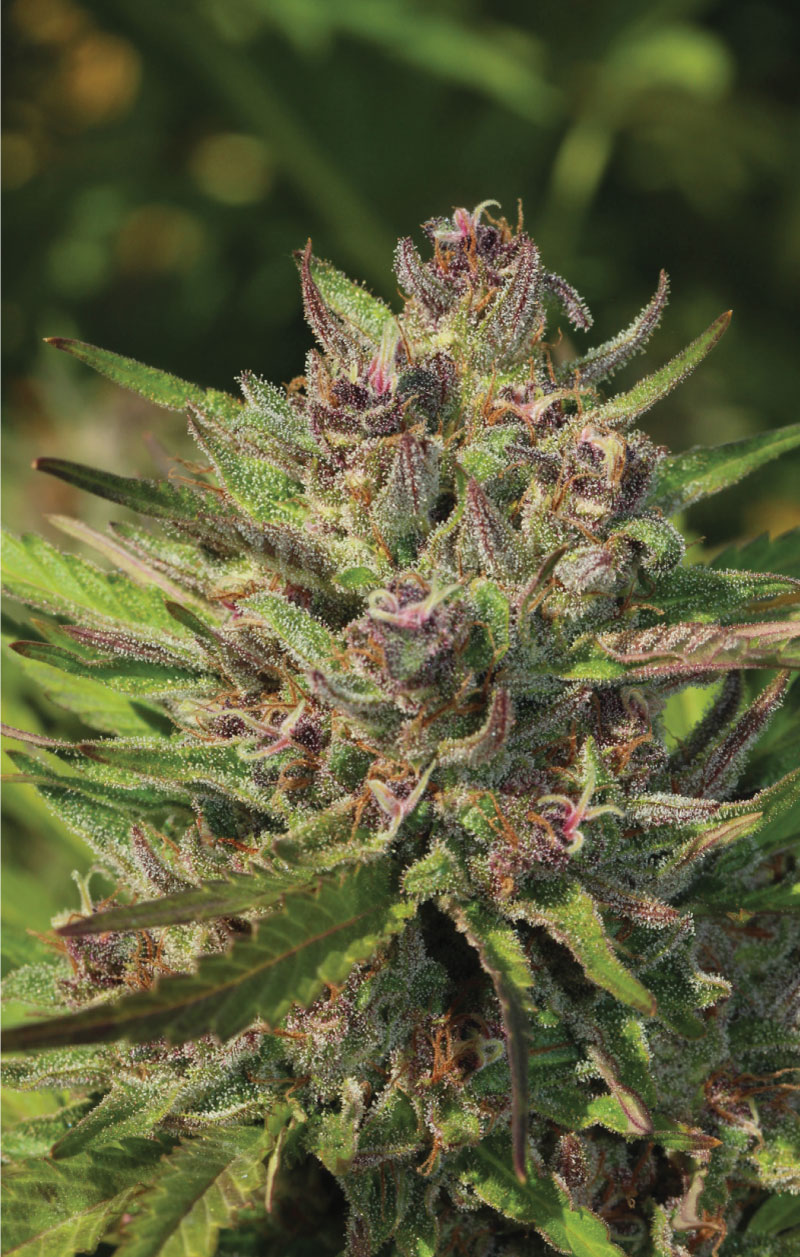 PPD strain cannabis flower