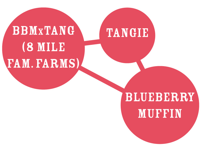 Squirt Strain Graph BBMxTANG (8 mile fam. farms) tangie blueberry muffin cannabis strains