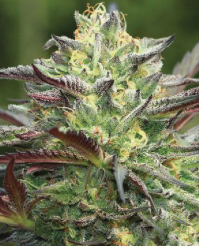 all-gas-og All gas og strain photo