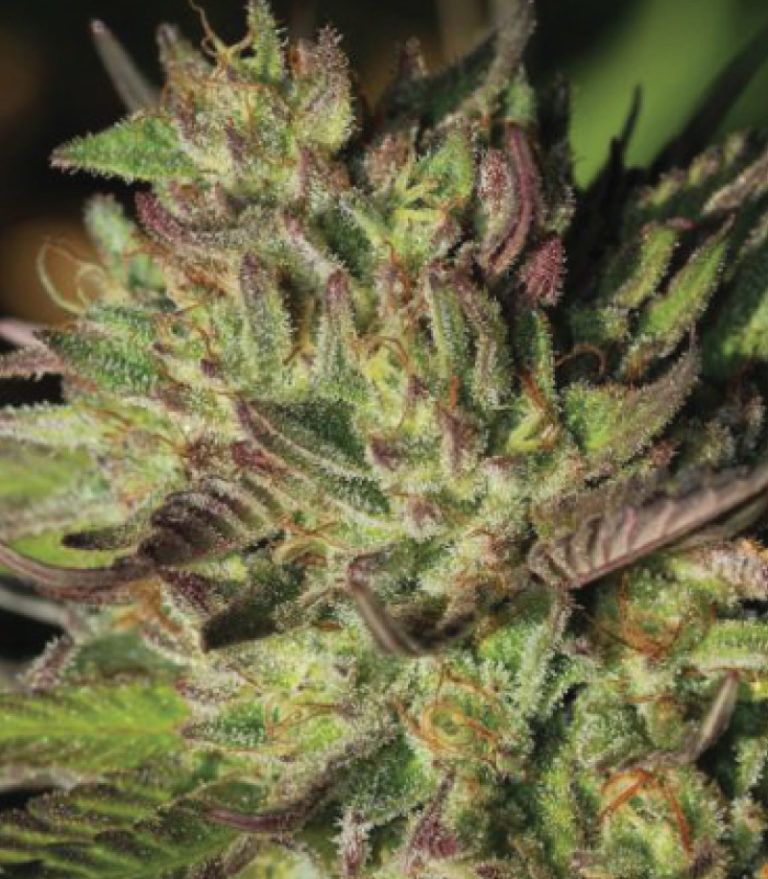 Slightly Stoopid Collie Man Kush-image