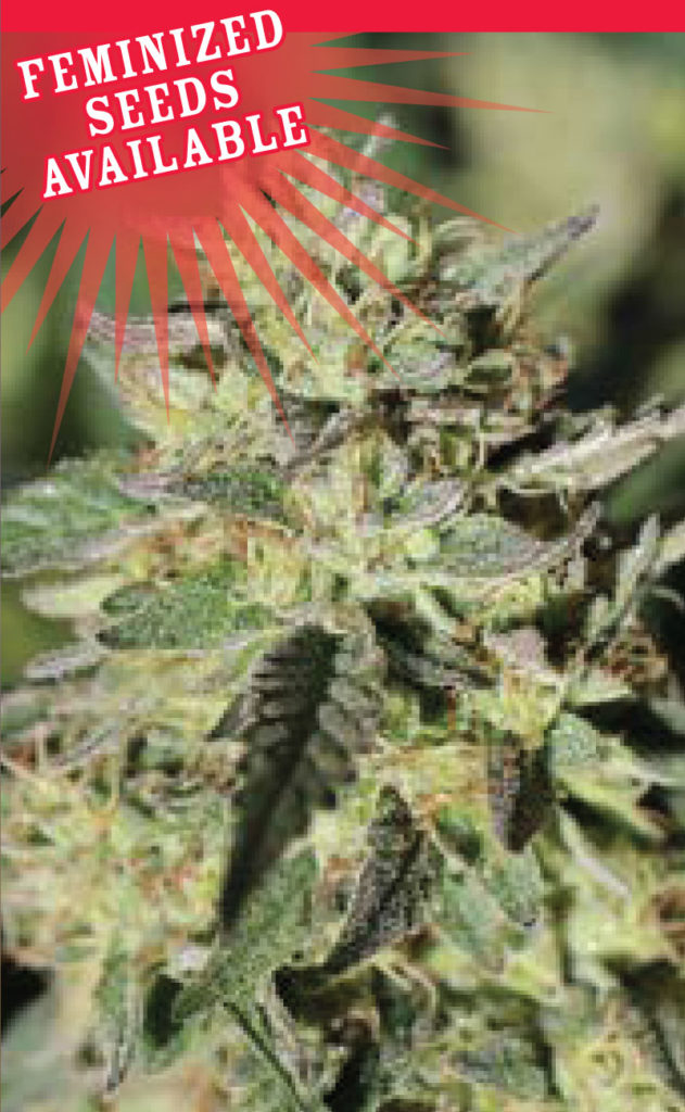 Early Girl OG Hybrid-image