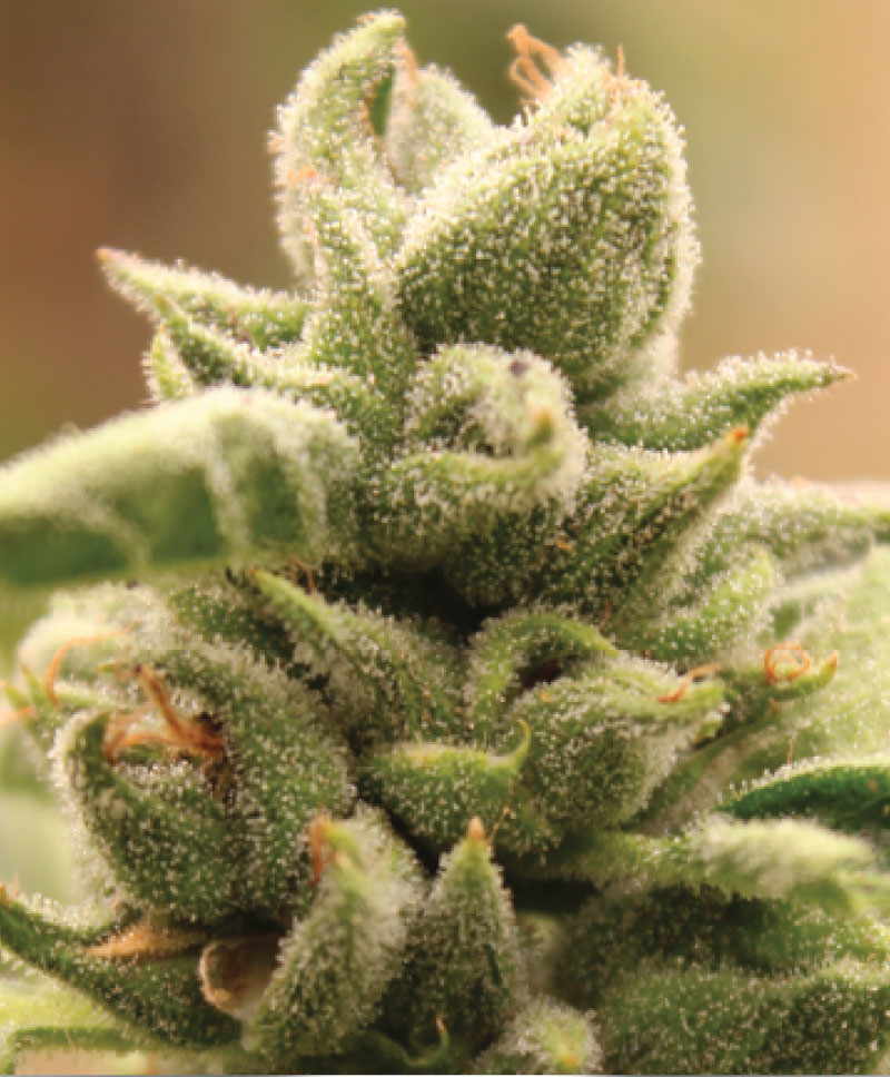 mango-sherbert Mango Sherbert Strain Photo
