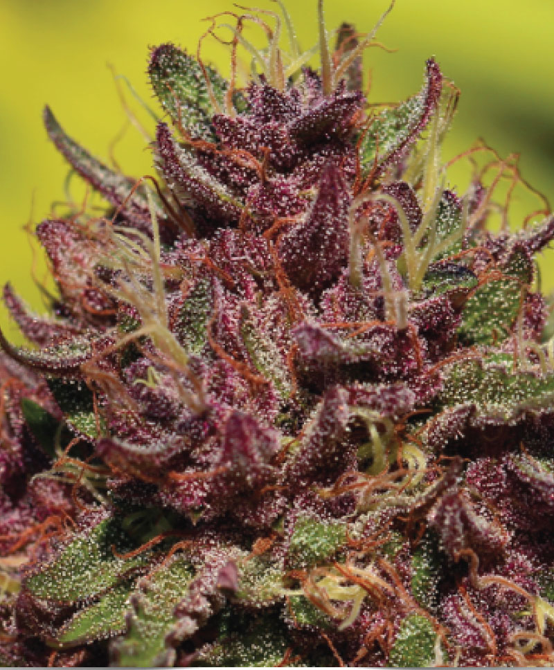 Purple Mountain Majesty Strain cannabis flower