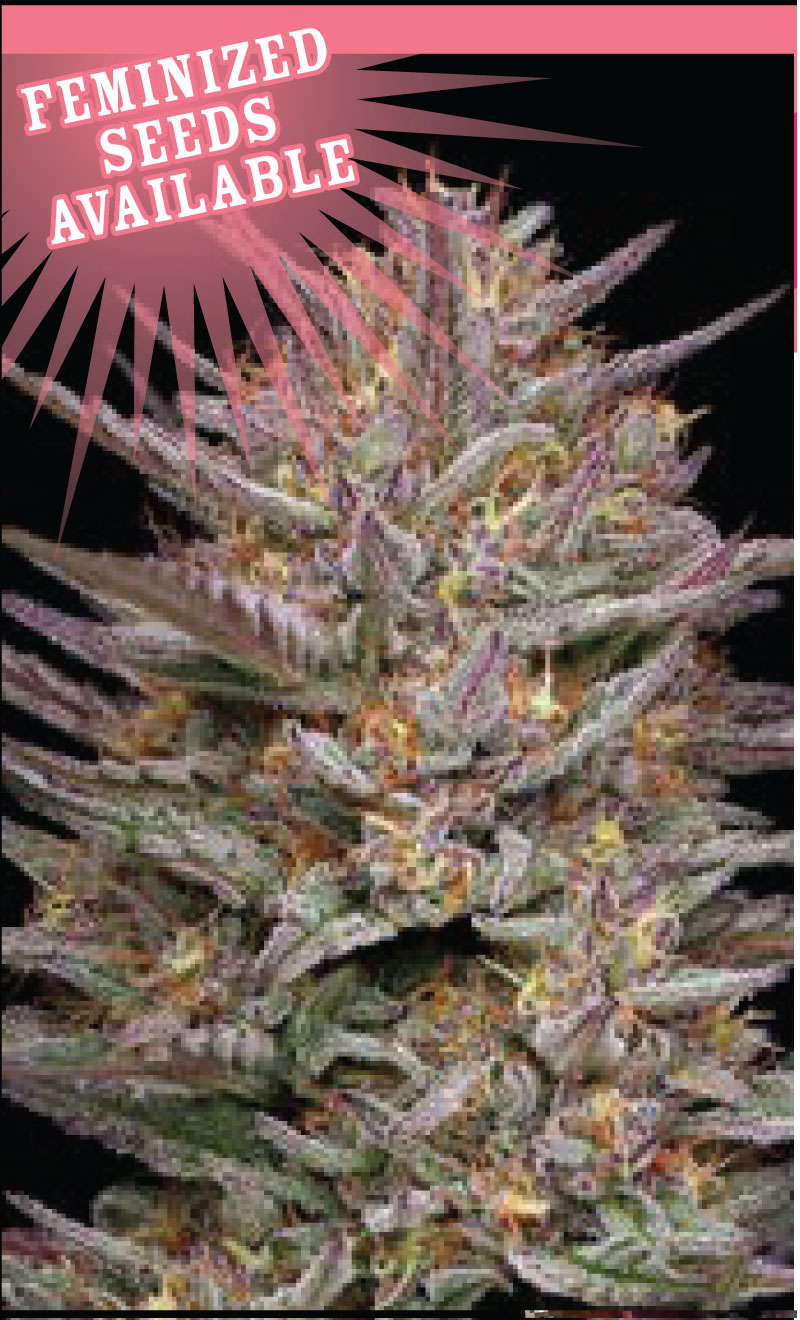 rasp-strain Raspberry