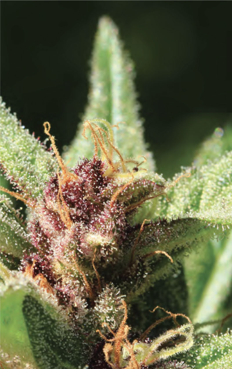royal-strain Royal Highness Strain
