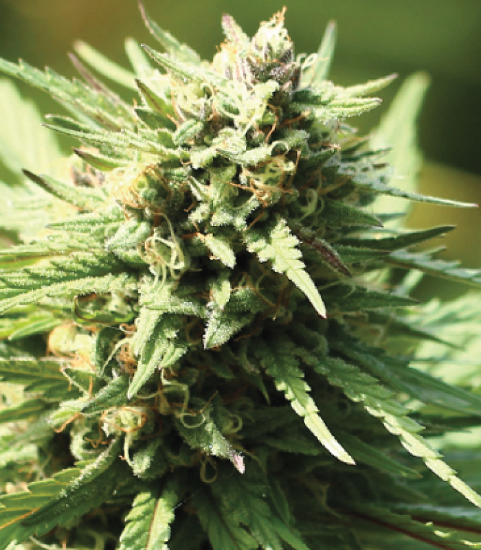 stoopid-fruits Slightly Stoopid Stoopid Fruits Strain Photo