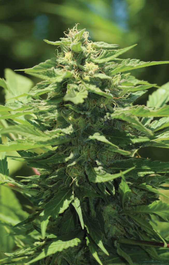 Trainwreck-image