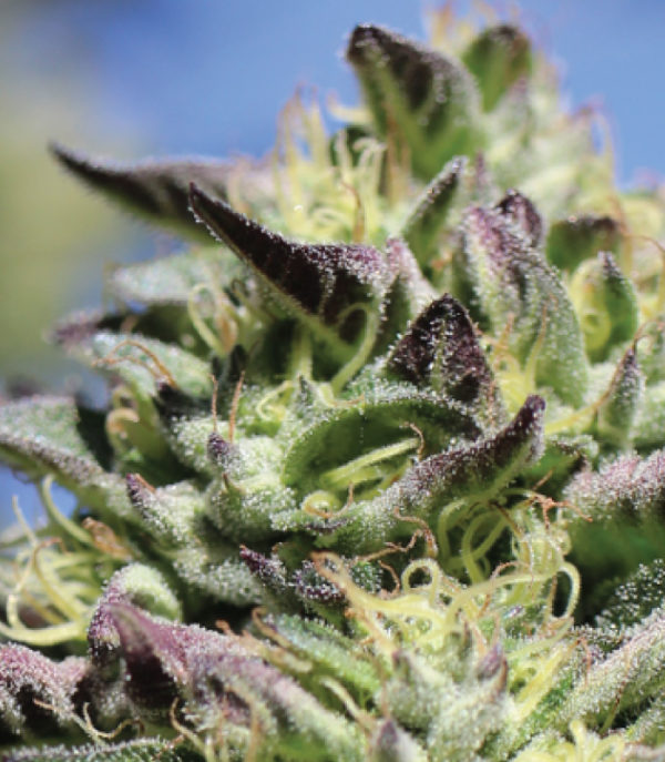 vanilla frosting strain vanilla frosting strain