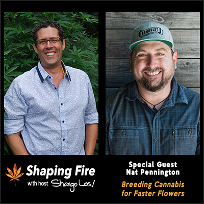 nat pennington breeding cannabis for faster flowers shaping fire