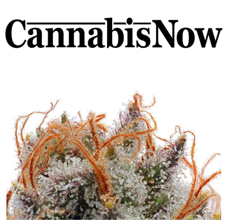 Cannabis Now cannabis flower pistils and trichomes