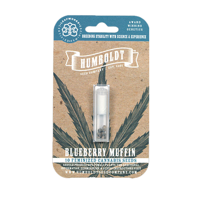 Blueberry Muffin cannabis seed pack