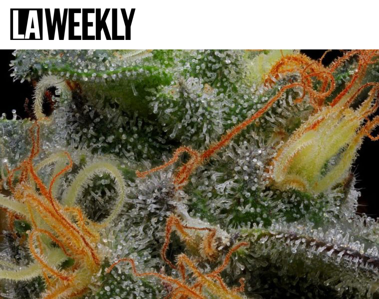 La Weekly Article cannabis trichomes and pistils