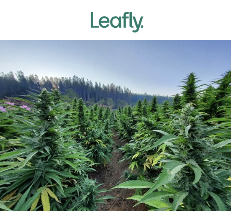 leafly article