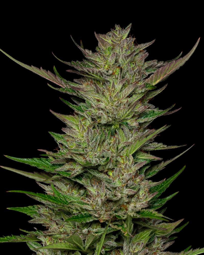 Don Carlos Strain cannabis flower
