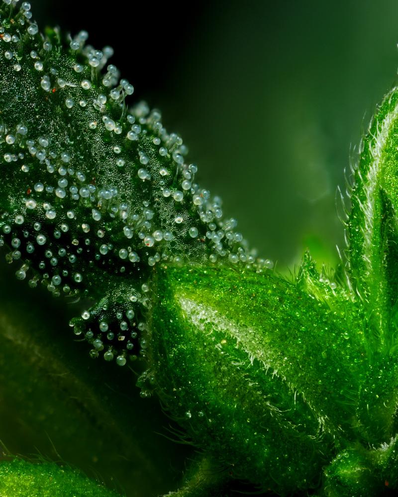 Emerald Fire OG Male Plant