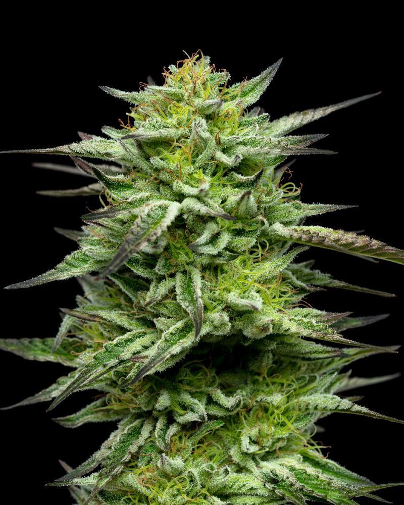 Mountaintop Mint Strain cannabis flower