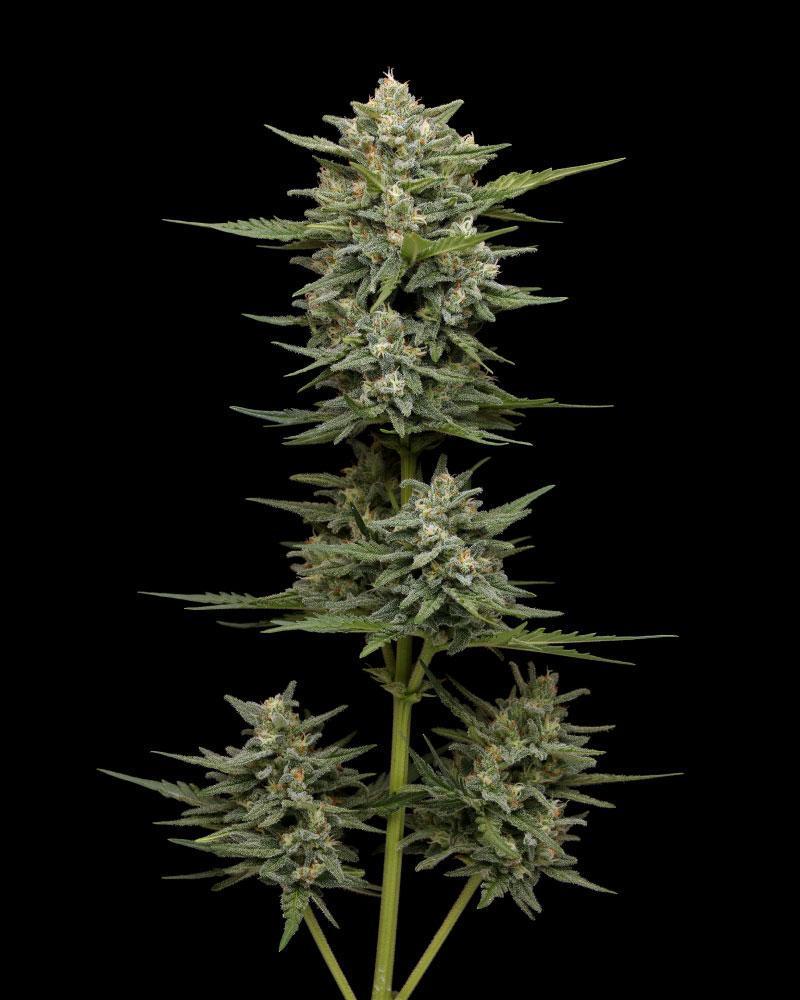 Vanilla Latte Autoflower Vanilla Latte Autoflower