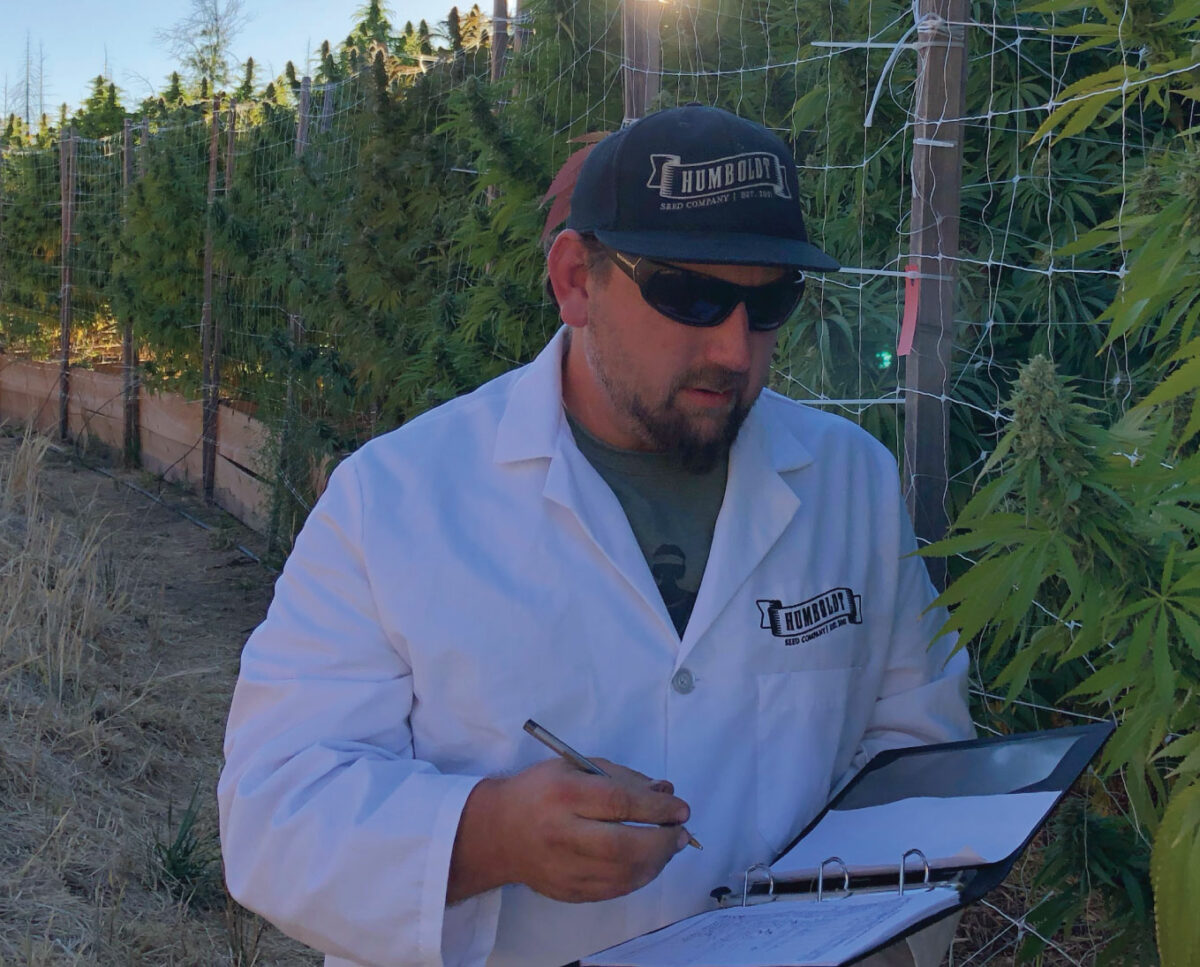 OrganicCertified Cannabis Seeds to Canadian and Global Markets