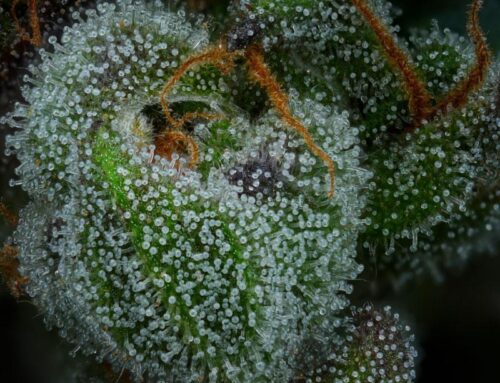 Expert Tips for Terpene Preservation During Curing