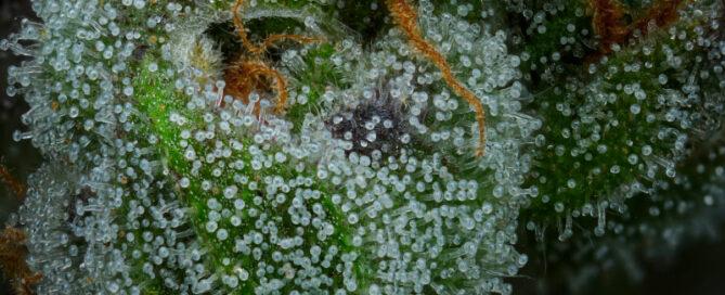 All Gas OG Strain Macro Photo pistils and trichomes