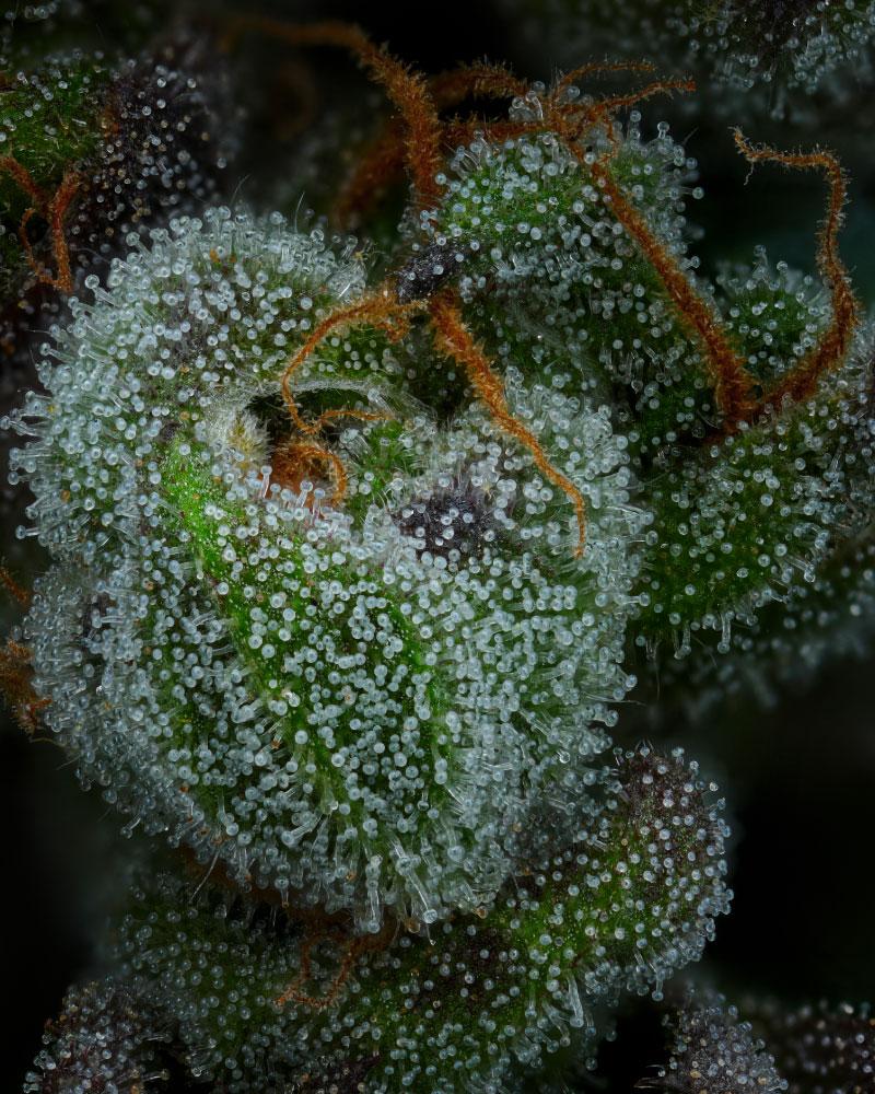 All Gas OG Strain Macro Photo pistils and trichomes
