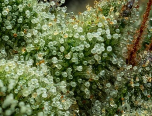 The Top 9 Strains Dominant in Humulene