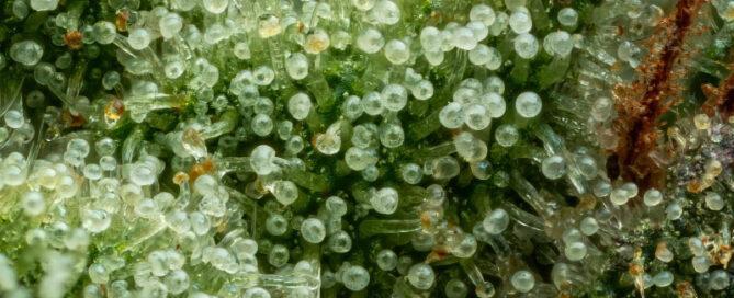 Collie Man Kush cannabis trichomes