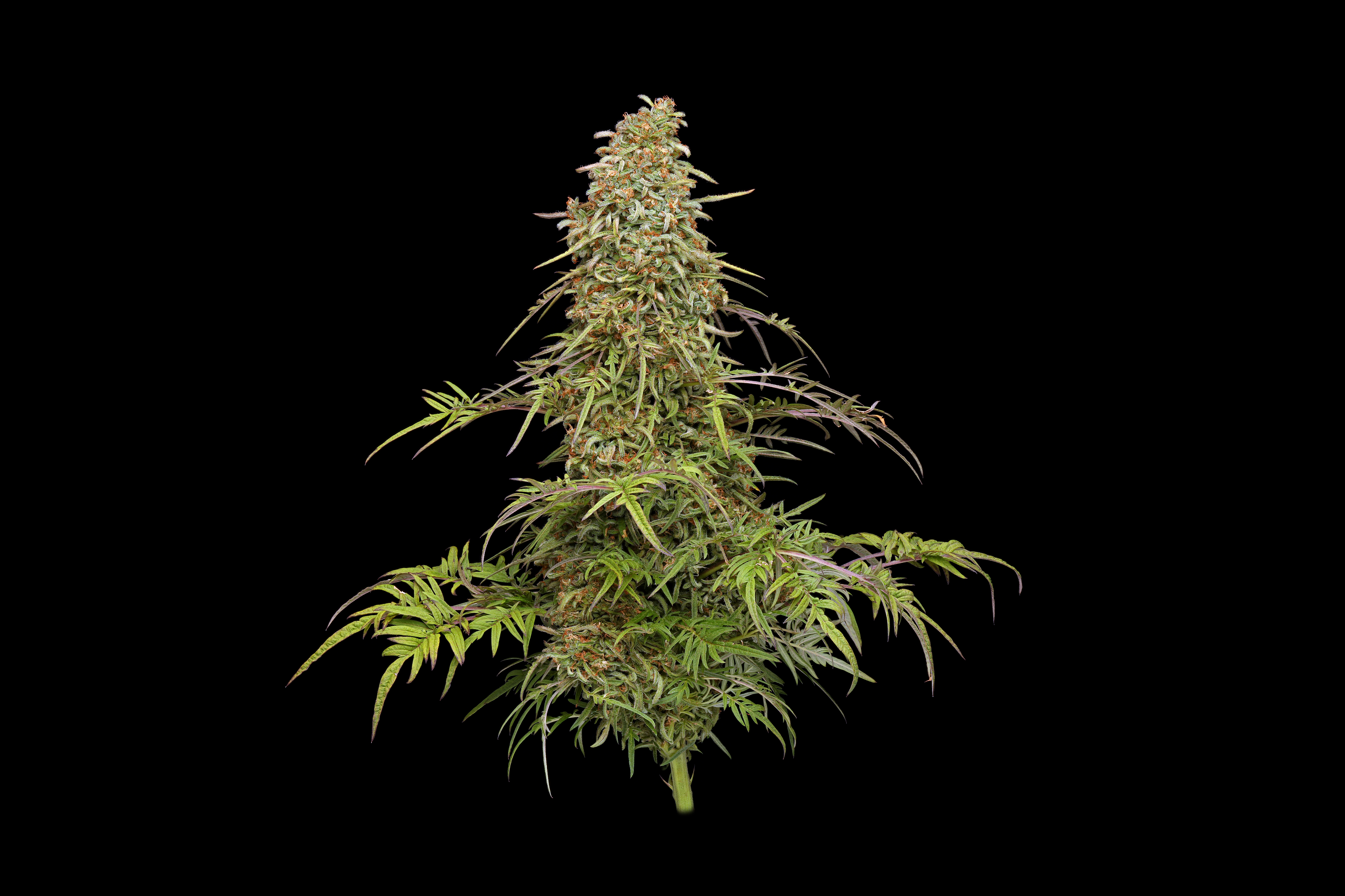 Freakshow Strain Freakshow Strain