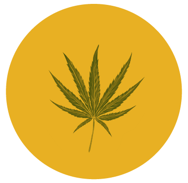 cannabis leaf in yellow circle