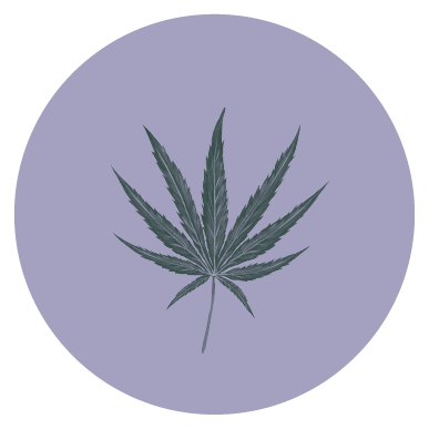 cannabis leaf in purple circle